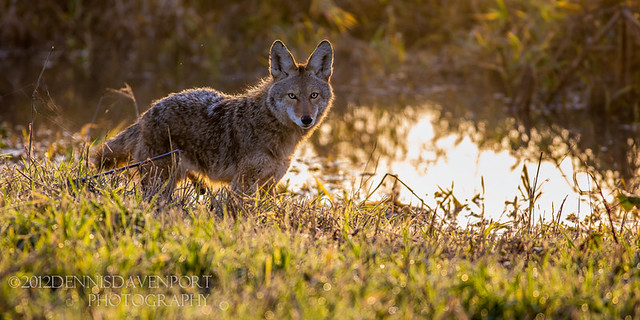 Early Day Coyote