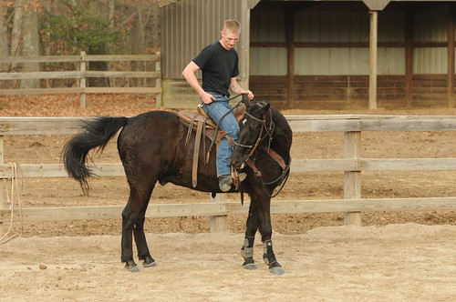 Advance horsemanship training for Caisson par 3d U.S. Infantry Regiment (The Old Guard)