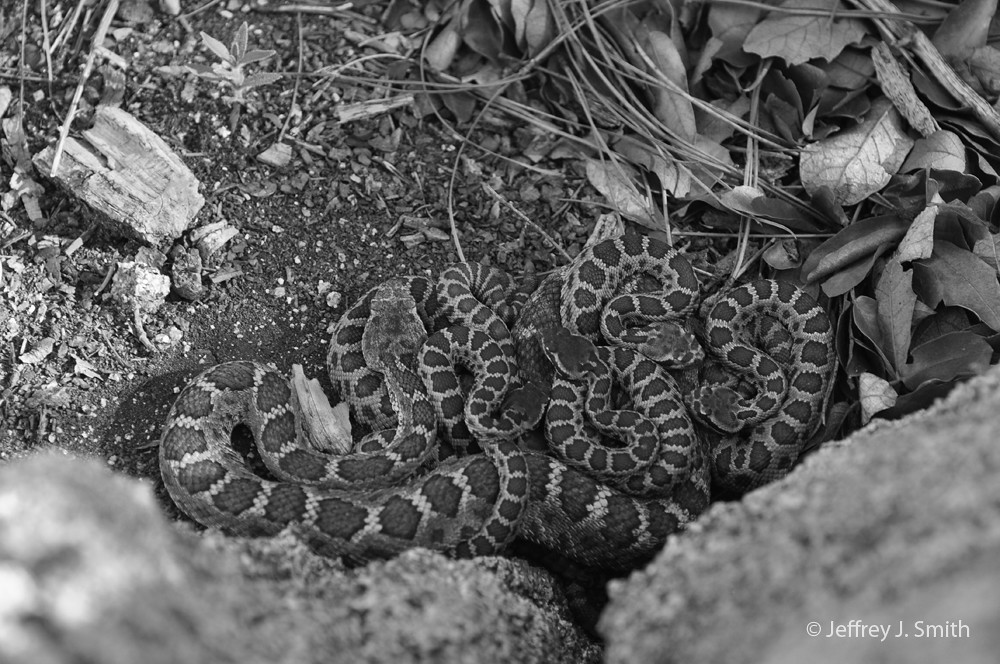 A bunch of babies coiled on and near Eve (Arizona Black Rattlesnakes)