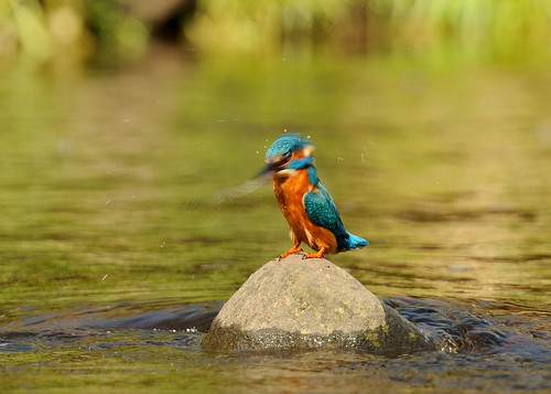 Kingfisher head drying by Andy Pritchard - Barrowford