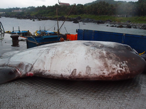 台東基翬漁港捕獲的巨大曼波魚。攝影：詹嘉紋