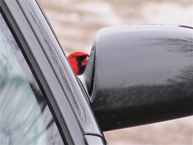 Northern Cardinal at Moraine View State Park in McLean County 01