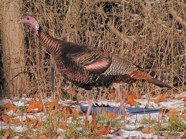 Wild Turkey at Moraine View State Park in McLean County, IL 01