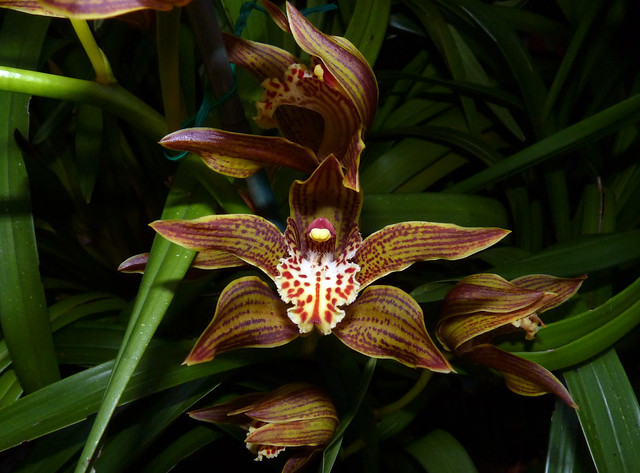 Cymbidium iridioides species orchid