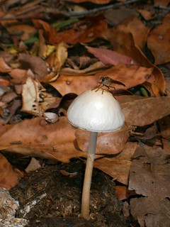 Bug on Mushroom in Manure