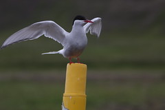 Arctic Tern "Kría"