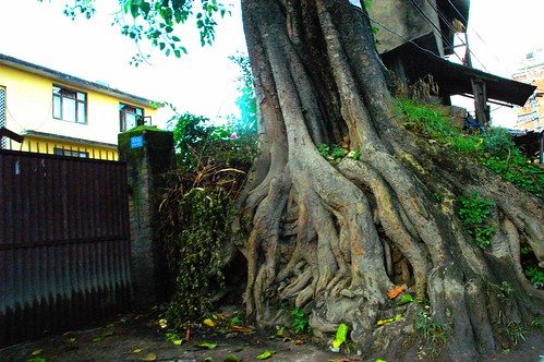 Street corner tree and roots landmark, headed east, house, fence, Kathmandu, Nepal by Wonderlane