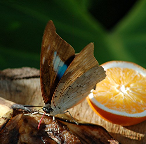 Inner and outer wings of One spotted prepona feeding on bananas and oranges
