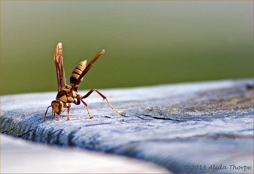 the bee (hornet? wasp?) by Alida's Photos