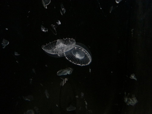 Ghostly jellyfish