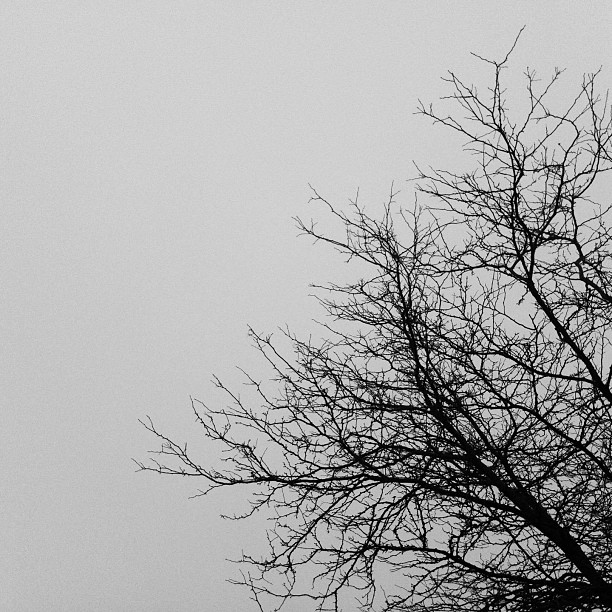 Day 3 of the #5shotchallenge #blackandwhite It was super foggy today. Took this while waiting at karate.