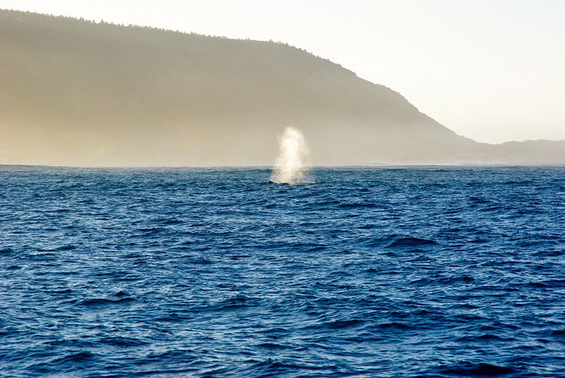 whale watching with holo holo charters