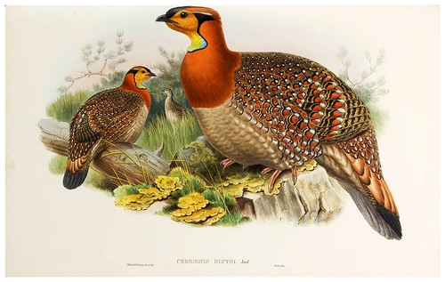 021-Blyth's Horned Pheasant-The birds of Asia vol. VII-Gould, J.-Science .Naturalis