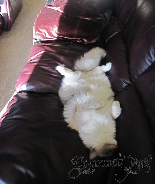 Tyco The Ragdoll on the couch