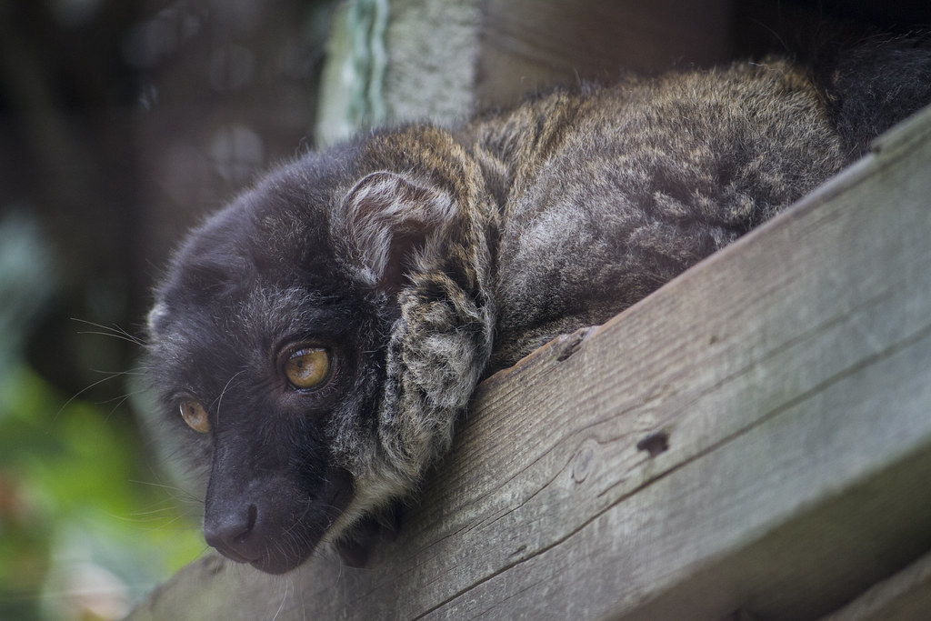 Lazy Lemur