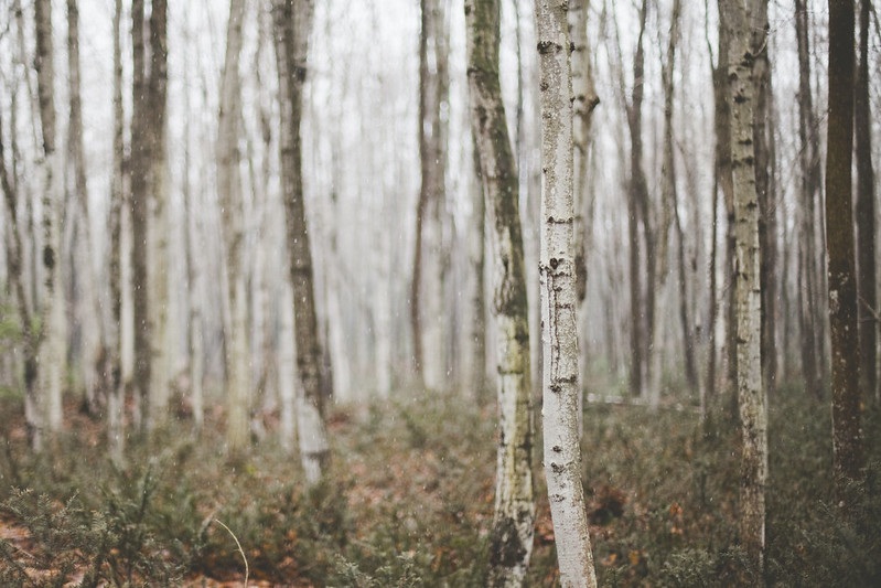 birch woods