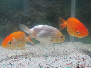 Goldfish Dec. 23, 2012 (1)