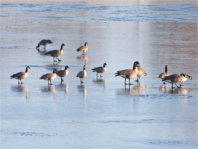 Canada and Cackling Geese at State Farm Corporate South in McLean County, IL 01