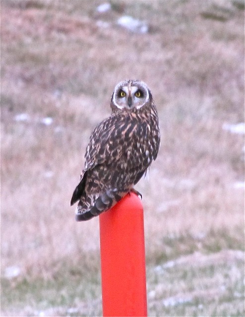 Short-eared Owl Between Gridley and El Paso in McLean County 03