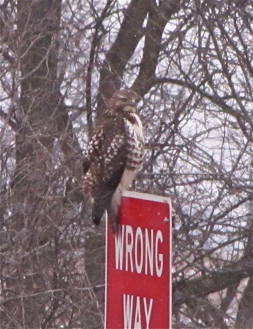 Red-tailed Hawk near Evergreen Lake in McLean County, IL 03