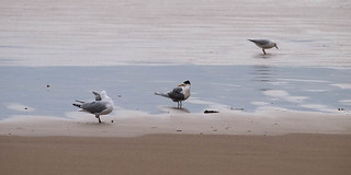 Crested Tern, Wilson's Prom, Victoria