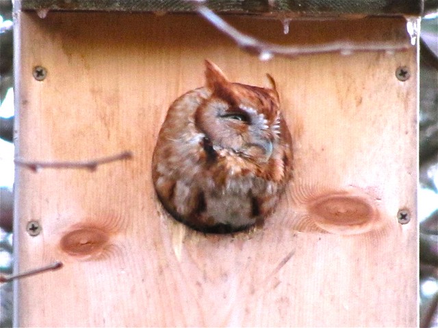 Eastern Screech-owl (red morph) in Bloomington, IL 14