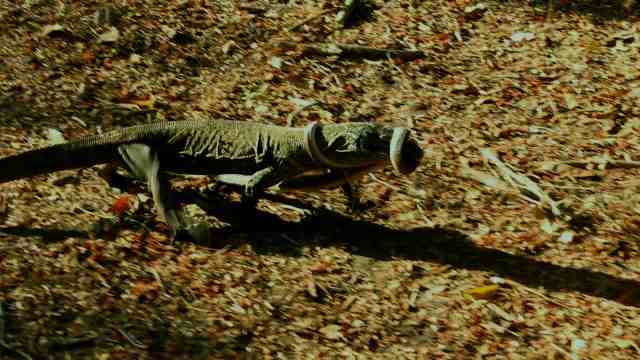 Komodo bertarung dengan ular di Pulau Rinca - Dok. Kompas TV