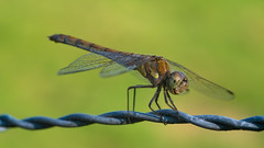 Dragonfly & Damselfly