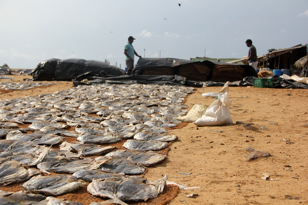 Drying Fish in Sri Lanka