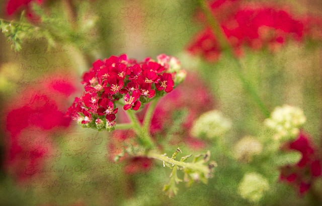 Red, Flowers, Texture, Pops Digital, Bill Pevlor