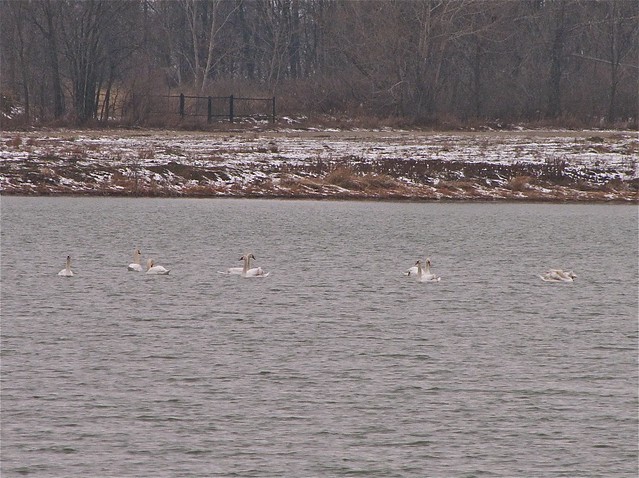Mute Swans in McLean County, IL 01