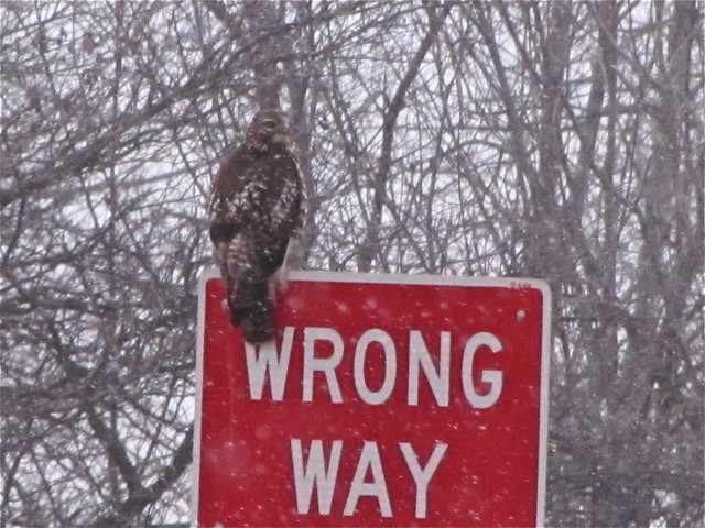 Red-tailed Hawk near Evergreen Lake in McLean County, IL 01