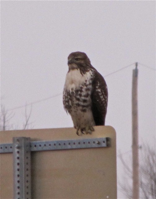 Red-tailed Hawk near Evergreen Lake in McLean County, IL 05