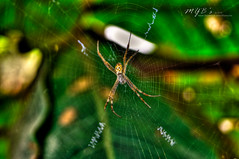 St. Andrew’s Cross Spider | another HDR =) my second one here on flickr