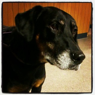 Lola waiting for check out at the vet  #dogs #dobermanmix #dobiemix #rescue #adoptdontshop #dogstagram #love #bigdog