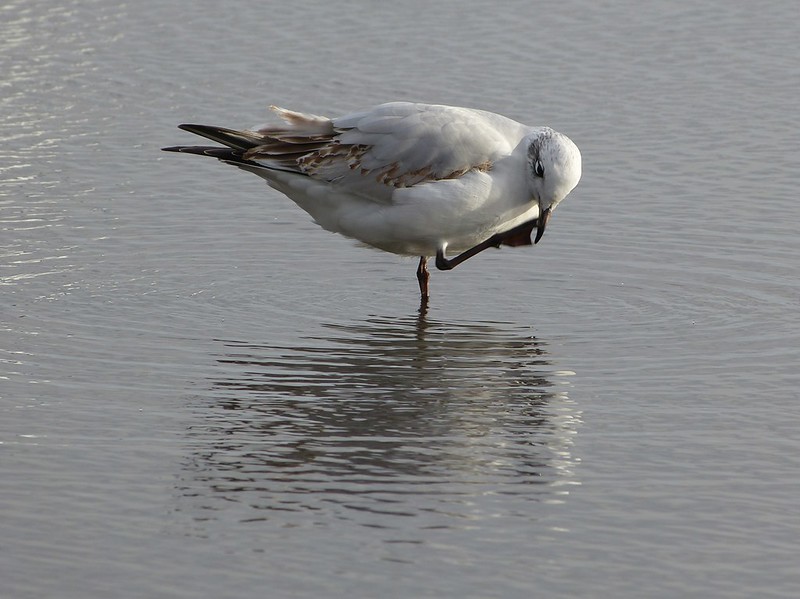 29108 - Mediterranean Gull, Bracelet Bay