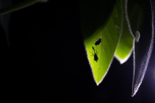 Weevils, Madagascar
