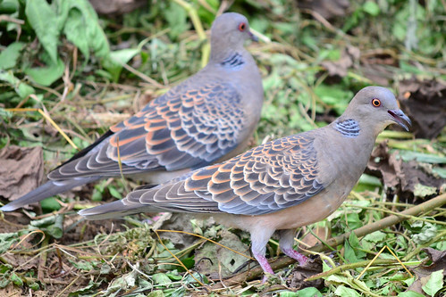 二羽のヤマバト (Two Oriental Turtle Doves)