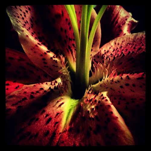 lily by Nature Morte