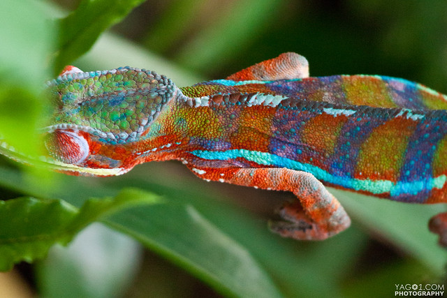 Rainbow Chameleon | Flickr - Photo Sharing!