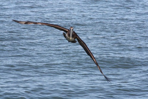 Incoming!  Brown Pelican