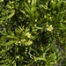Olivillo de la cordillera (Kageneckia angustifolia) - flores