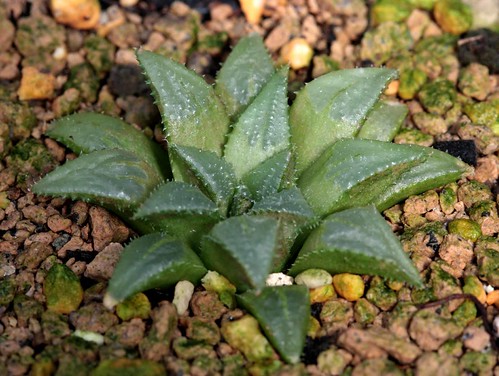 Haworthia Maraisii GM441 by jeffs bulbesetpots