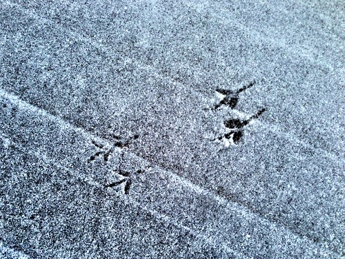 Fötter i snön