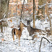 2012-12-30 Iroquois Park Deer
