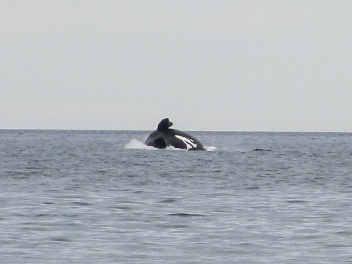 Puerto Madryn: baleines en vue depuis la plage