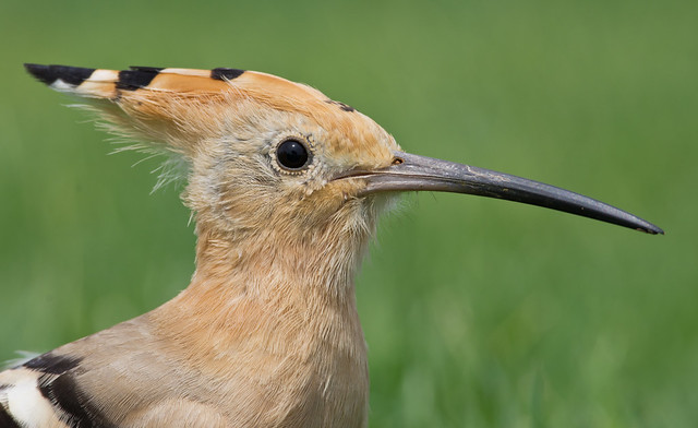 Hoopoe close up 3 300mm - Costa Teguise