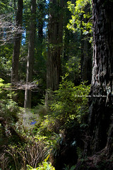 Redwood Rain Forest by Daryl L. Hunter - The Hole Picture