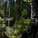 Redwood Rain Forest