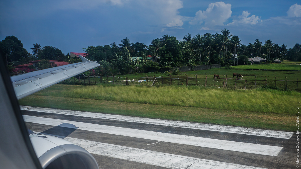 Коровы на взлетно-посадочной полосе в аэропорту Катиклан на Филиппинах